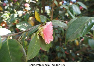 Pink Rose in a Botanical Garden