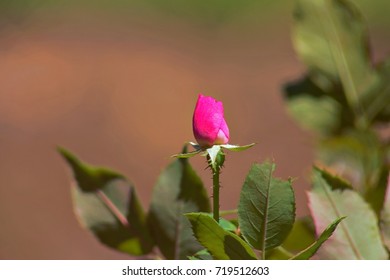 Pink rose bud in the afternoon shade all alone