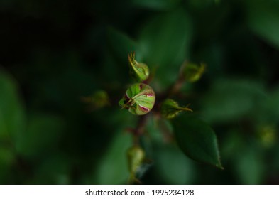 Pink Rose Bud On A Bush Top View