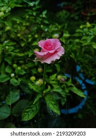 Pink Rose Bud Opening Up 