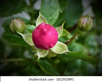 Pink Rose Bud With Sepal