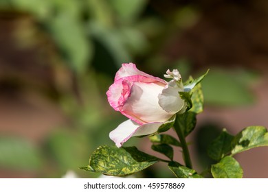 A Pink Rose Bud, Winter Park, Orlando, Florida