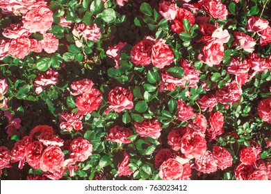 Pink Rose Bush