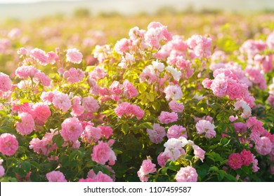 Pink Rose Bush Closeup On Field Background