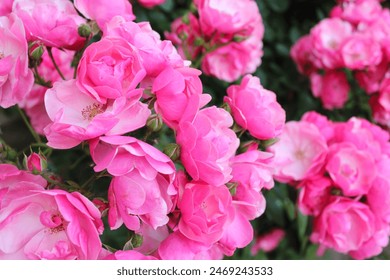 pink rose bush, floral background of pink roses, flowers pink rose with fresh green leaves, beautiful blooming flowers, close up view - Powered by Shutterstock