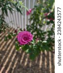 Pink rose bush shrub in bloom with bokeh background in garden with white Pickett fence