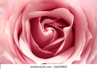 Pink Rose, Close Up