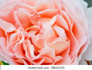 Pink Rose Close Up