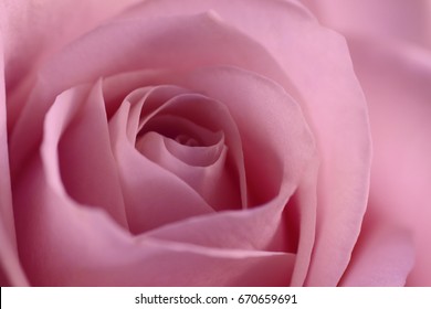 Pink Rose Close Up