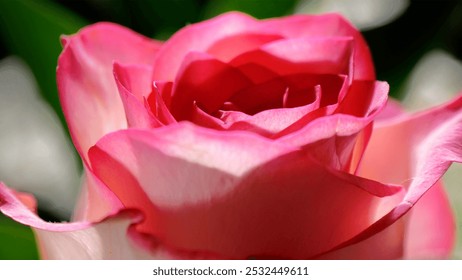 pink rose close up, rosebud - Powered by Shutterstock