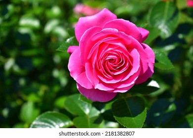 Pink Rose Close-up On A Background Of Green Leaves. Floral Natural Background. Summer Day. Flowering And Fragrance. Beauty In Nature. 