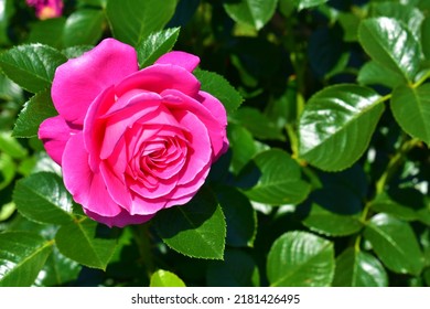 Pink Rose Close-up On A Background Of Green Leaves. Floral Natural Background. Summer Day. Flowering And Fragrance. Beauty In Nature. 