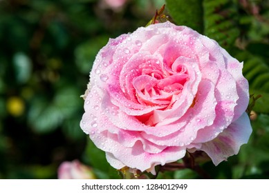 Pink rose closeup with water drops after summer rain. - Shutterstock ID 1284012949