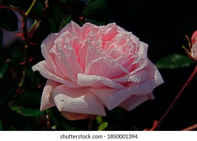 pink rose in dew drops on a green background