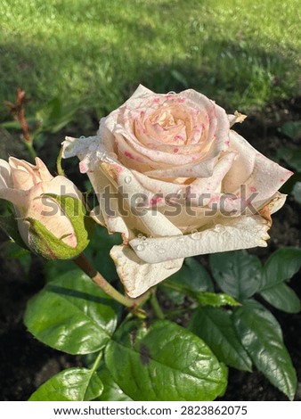 A pink rose with dewdrops