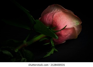 A Pink Rose In A Dramatic Pose