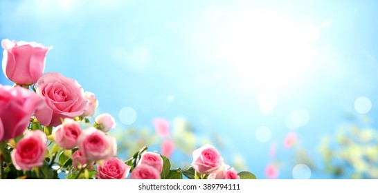 Pink Rose In The Field Against Sky