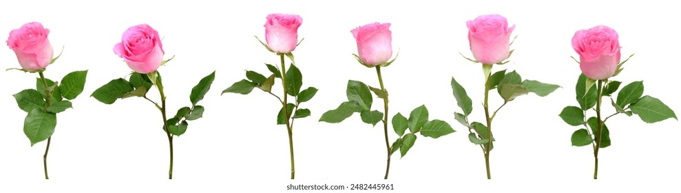 Pink rose flower branches isolated white - Powered by Shutterstock