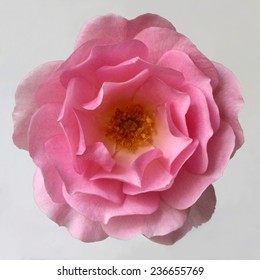 3,527 Rose stigma Images, Stock Photos & Vectors | Shutterstock