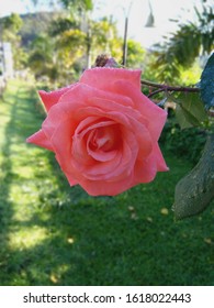 Pink Rose Flower, Ella, Sri Lanka