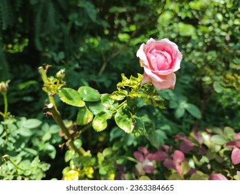 Pink rose flower found in the streets of Ho Chi Minh city  - Shutterstock ID 2363384665