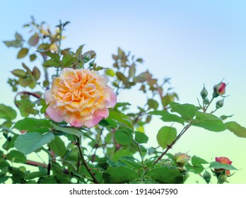 Pink Rose Flower, In The Garden Against The Blue Sky