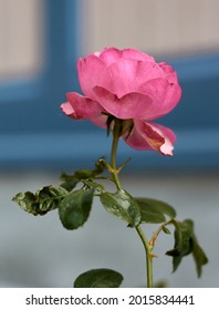 Pink Rose Flower In The Rose Garden. Side View. Soft Focus.High Quality Photo