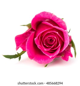 Pink Rose Flower Bouquet Isolated On Stock Photo (Edit Now) 520518583