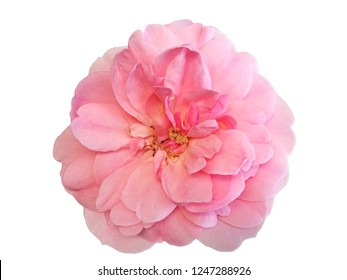 Pink rose flower isolated on white background - Shutterstock ID 1247288926