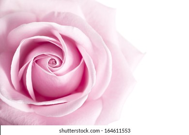 Pink Rose Flower isolated on white background with shallow depth of field and focus the centre of rose flower 