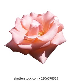 Pink Rose Flower Isolated On White Background. Soft Focus, Clear, Clipping Path, And Taken From The Side