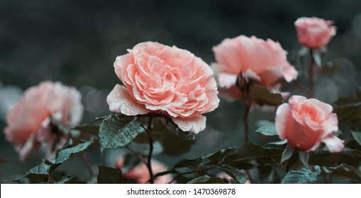 652,422 Rose macro Images, Stock Photos & Vectors | Shutterstock