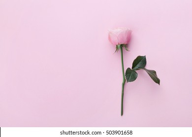 Pink Rose Flower On Pastel Background Top View. Flat Lay Style.