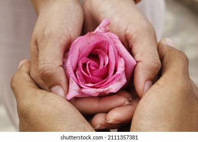 Pink rose flower on Valentines day