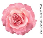 Pink  rose flower  on white isolated background with clipping path. Closeup. For design. Nature. 