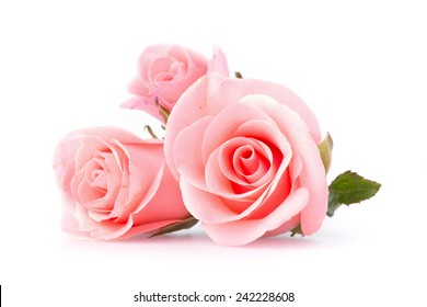 pink rose flower on white background - Powered by Shutterstock