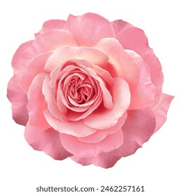 Pink  rose flower  on white isolated background with clipping path. Closeup. For design. Nature.  - Powered by Shutterstock