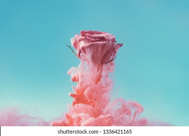 Pink rose flower with pastel ink. Creative abstract spring nature. Summer bloom concept.