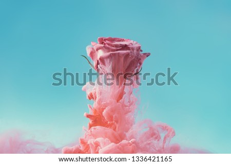Pink rose flower with pastel ink. Creative abstract spring nature. Summer bloom concept.