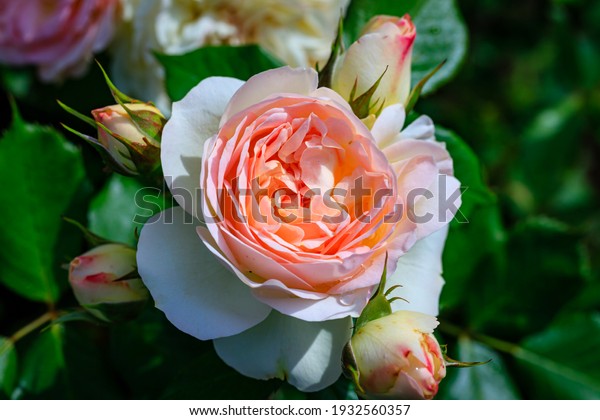Pink\
rose flower Pastella. Calming Coral Fragrant Floribunda Rose\
blooms. Medium sized flowers in clusters. Creamy with a Blush of\
Pale Pink Peach color. Hybrid tea roses in\
garden