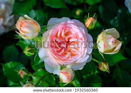 Pink rose flower Pastella. Fragrant Floribunda Rose blooms. Medium sized flowers in clusters. Creamy with a Blush of Pale Pink Peach color. Hybrid tea roses in garden. Mother’s Day card 