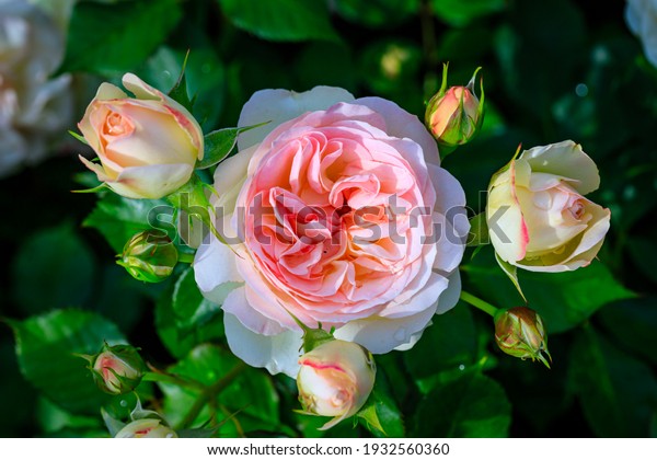 Pink rose\
flower Pastella. Fragrant Floribunda Rose blooms. Medium sized\
flowers in clusters. Creamy with a Blush of Pale Pink Peach color.\
Hybrid tea roses in garden. Mother’s Day card\

