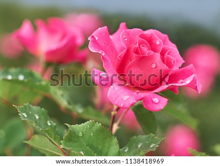 Pink Rose flower with raindrops on background pink roses flowers. Nature.