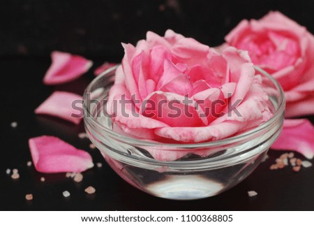 Pink Rose Flower in Soft Color, selective focus, Spa and Beauty Concept Black Background Copy space.