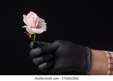pink rose, flower that symbolizes love, passion, romanticism. Spring flower with a lot of symbolic meaning. In any celebration it is the appropriate flower from the christening, wedding or death. - Shutterstock ID 1723613362