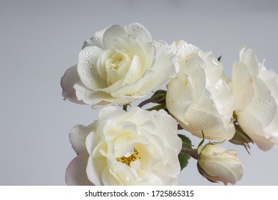 White Garden Roses Images Stock Photos Vectors Shutterstock