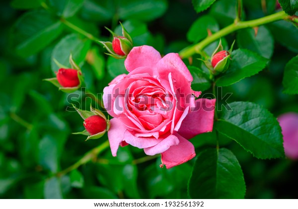 Pink rose flower var. Erotica. Fragrant Floribunda\
Rose blooms. Medium sized flowers in clusters.  Hybrid tea roses in\
garden