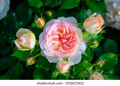 Pink rose flower var. Pastella. Fragrant Floribunda Rose blooms. Medium sized flowers in clusters. Creamy with a Blush of Pale Pink Peach color. Hybrid tea roses in garden