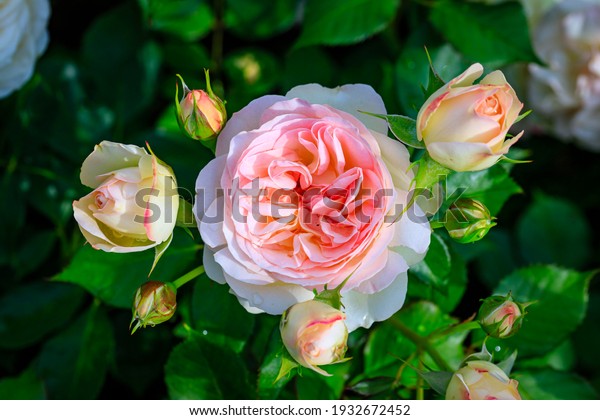 Pink rose flower var.\
Pastella. Fragrant Floribunda Rose blooms. Medium sized flowers in\
clusters. Creamy with a Blush of Pale Pink Peach color. Hybrid tea\
roses in garden