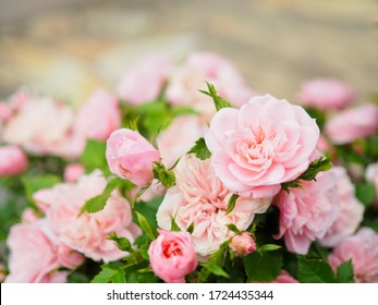 Pink rose flower, Very shallow depth of field - Shutterstock ID 1724435344